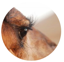 Salamalikoum